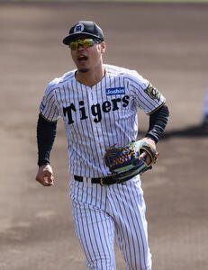 ノックを受ける阪神佐藤輝(撮影･藤尾明華)