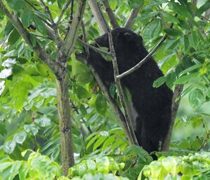 秋田市で撮影したツキノワグマ=2025年9月5日午前7時1分、松村北斗撮影