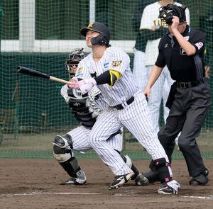 シート打撃練習で右超え本塁打を放つ阪神浜田(撮影･加藤哉)