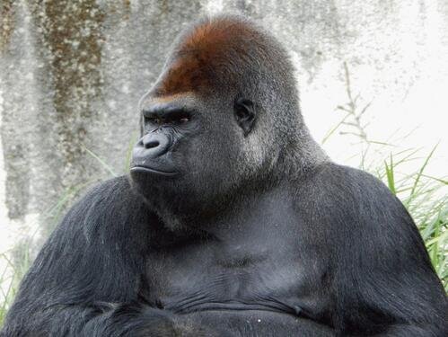 ドジャースはゴリラ？