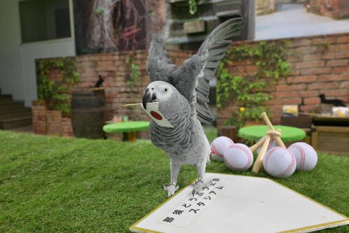 WBCの勝敗占いを行ったオリビア