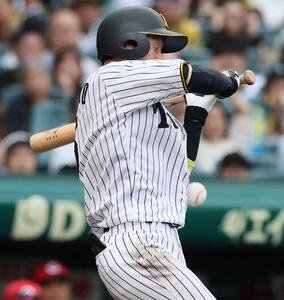 阪神対広島　8回裏阪神2死、死球を受ける近本光司(撮影･加藤哉)
