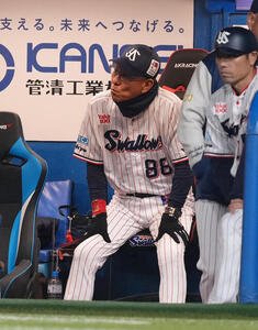 ヤクルト対阪神　戦況を見つめるヤクルト池山隆寛監督(撮影･足立雅史)