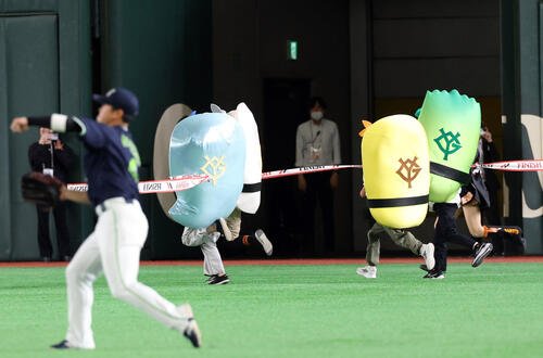 巨人対ヤクルト　すしレースはいかの勝利((撮影･浅見桂子)