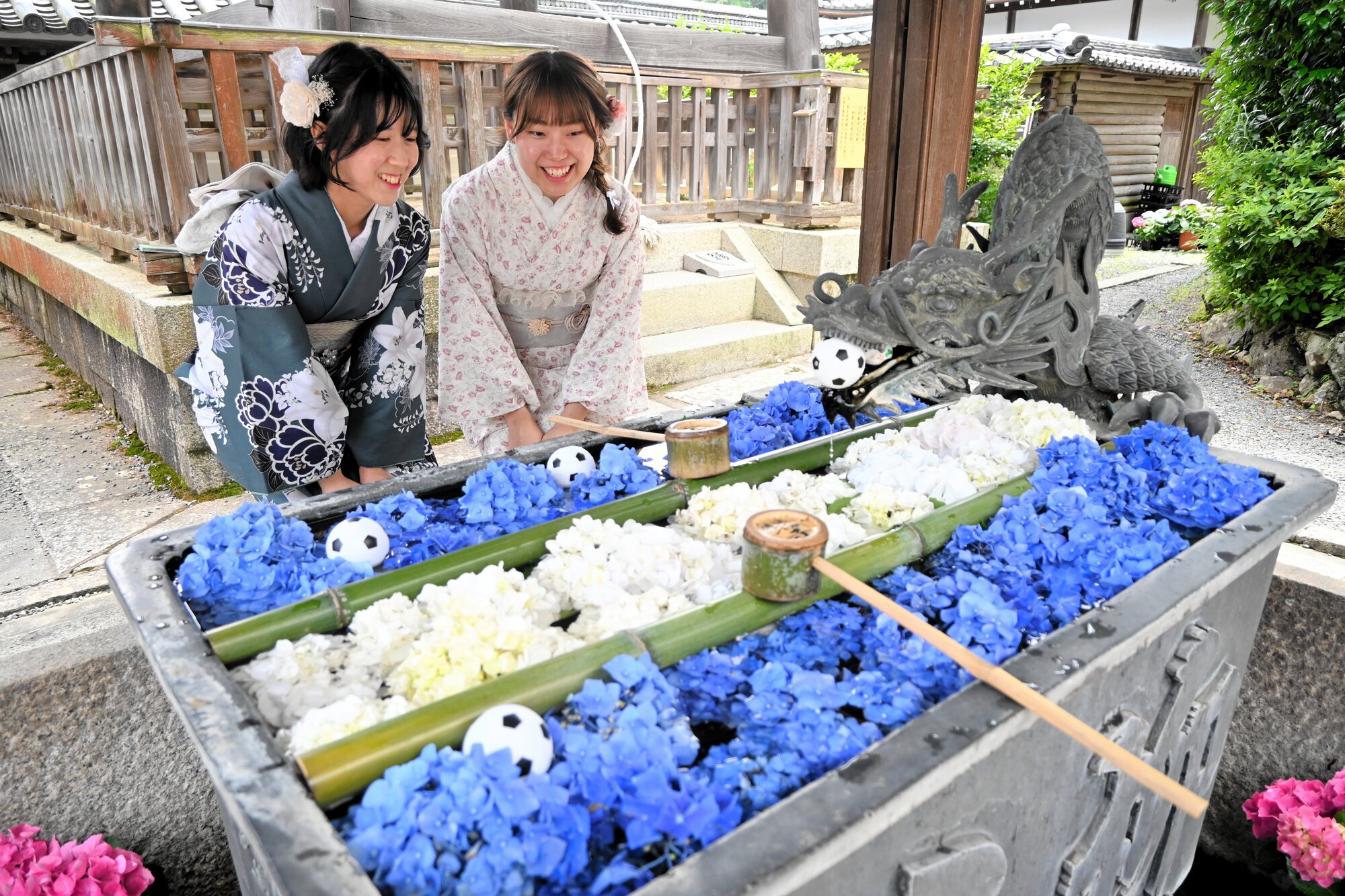 サッカーワールドカップに合わせ、花手水もサムライブルーに。竜もボールをくわえて応援=2026年6月15日午後0時58分、京都府長岡京市の楊谷寺、日比野容子撮影