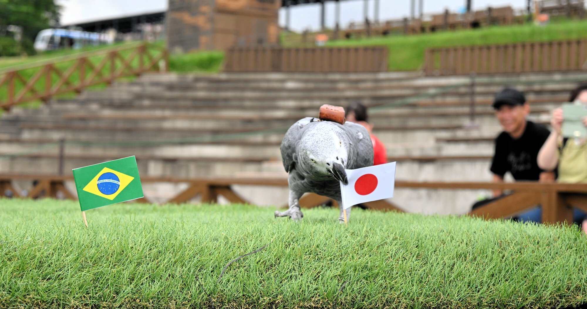ブラジル戦の勝敗占いで日の丸の旗をくわえるオリビア=栃木県那須町の那須どうぶつ王国