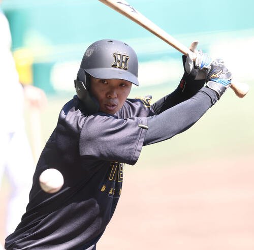 打撃練習をする島田海吏(撮影･上田博志)＝2025年7月24日、甲子園球場