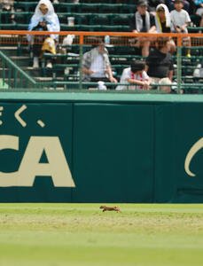 長崎日大対有明　クーリングタイム中に甲子園球場のグラウンドを小動物が駆ける(撮影･上山淳一)